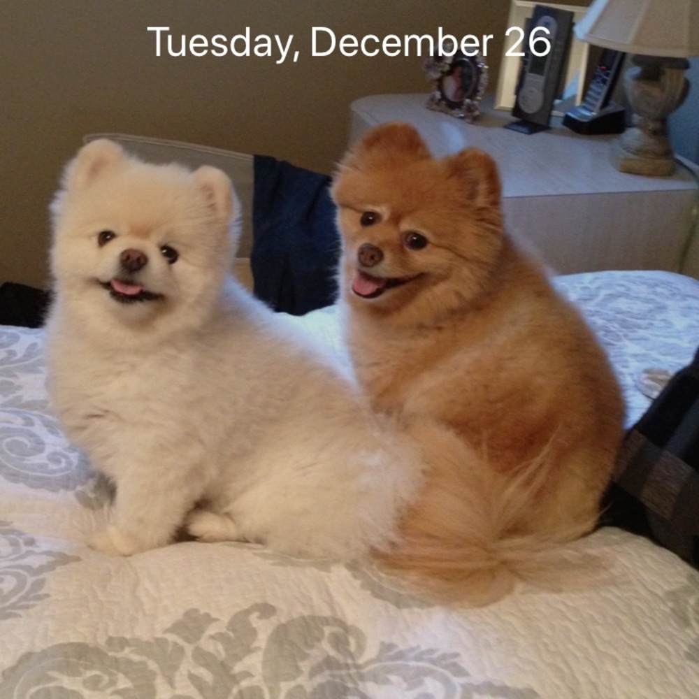 Meet your Posher, Disne